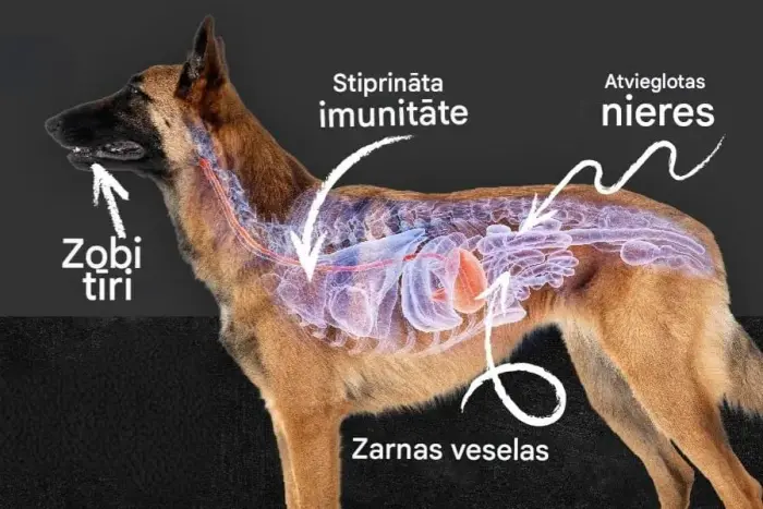 QCHEFS Papildbarība ar aktīvo ogli Dental Charcoal suņiem 80gr Foto 4