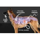 QCHEFS Papildbarība ar aktīvo ogli Dental Charcoal suņiem 80gr Foto 4