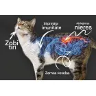 QCHEFS Papildbarība ar aktīvo ogli Dental Charcoal kaķiem 70gr Foto 4