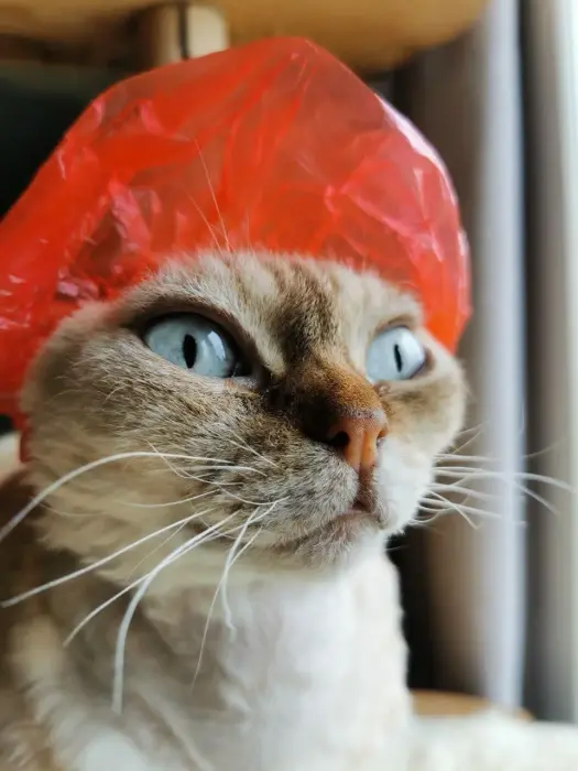 KOTOMODA Dušas cepurītes maziem mājdzīvniekiem 20 gab (oranž.) Foto 2