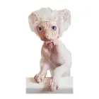 KOTOMODA Dušas cepurītes maziem mājdzīvniekiem 20 gab.(caursp.) Foto 1