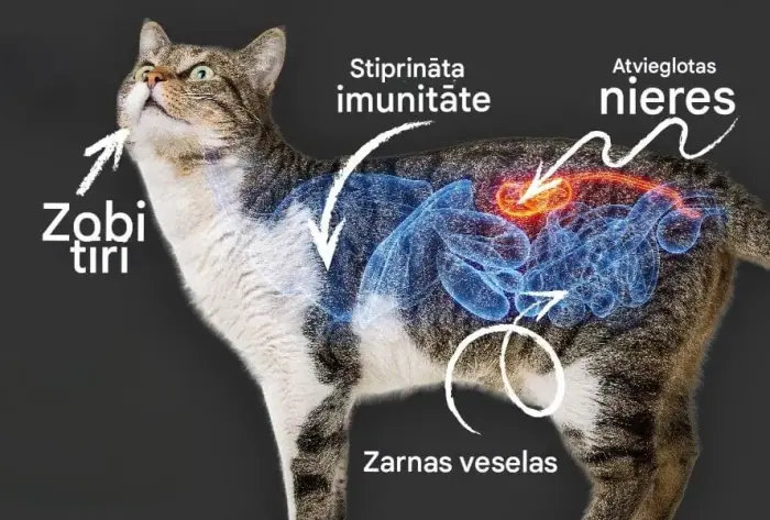 QCHEFS Papildbarība ar aktīvo ogli Dental Charcoal kaķiem 70gr Foto 4