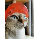 KOTOMODA Dušas cepurītes maziem mājdzīvniekiem 20 gab (oranž.) Foto 2