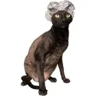 KOTOMODA Dušas cepurītes maziem mājdzīvniekiem 20 gab.(caursp.) Foto 3